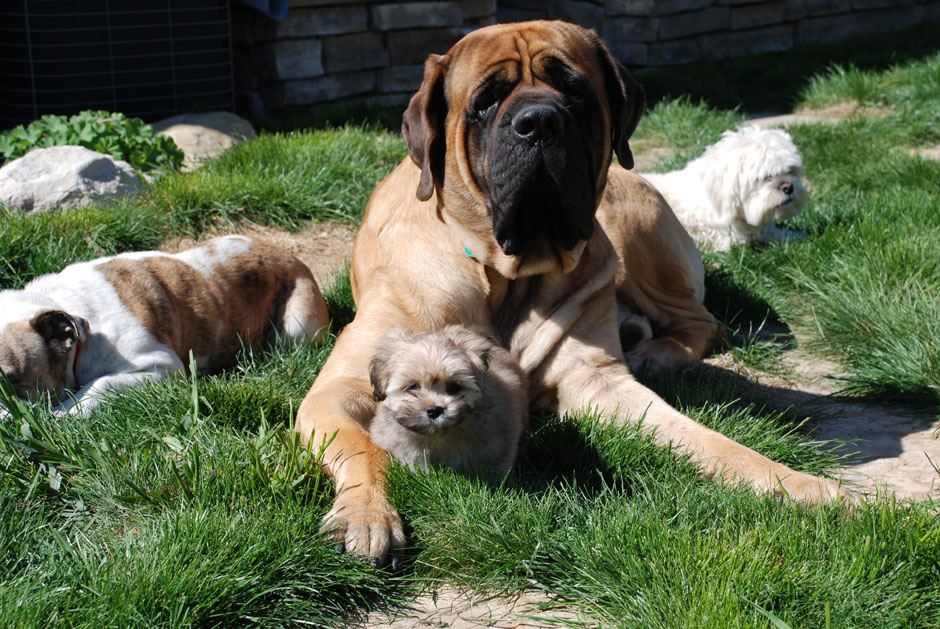 Boulder Puppy: Dog Accommodations and Care Service in Boulder, Colorado